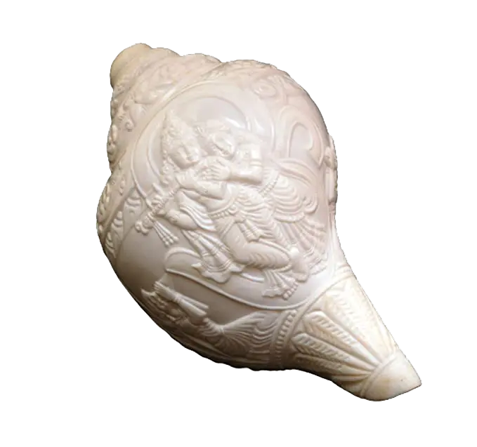 category Shell shankh